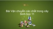Sinh học 11 Bài 2: Vận chuyển các chất trong cây