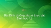 Sinh học 11 Bài 5: Dinh dưỡng nitơ ở thực vật