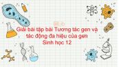 Giải bài tập SGK Sinh học 12 Bài 10: Tương tác gen và tác động đa hiệu của gen