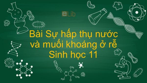 Sinh học 11 Bài 1: Sự hấp thụ nước và muối khoáng ở rễ