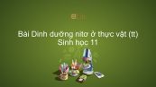 Sinh học 11 Bài 6: Dinh dưỡng nitơ ở thực vật (tiếp theo)
