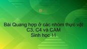 Sinh học 11 Bài 9: Quang hợp ở các nhóm thực vật C3, C4 và CAM