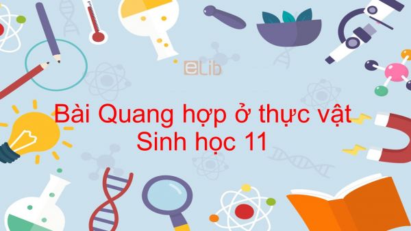 Sinh học 11 Bài 8: Quang hợp ở thực vật