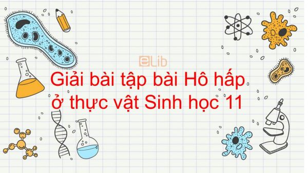 Giải bài tập SGK Sinh học 11 Bài 12: Hô hấp ở thực vật