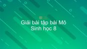Giải bài tập SGK Sinh học 8 Bài 4: Mô