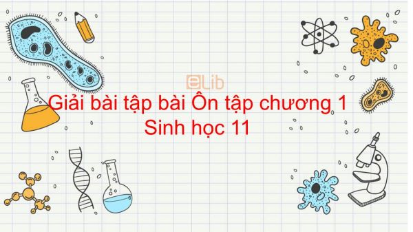 Giải bài tập SGK Sinh học 11 Bài 22: Ôn tập chương 1