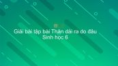 Giải bài tập SGK Sinh học 6 Bài 14: Thân dài ra do đâu