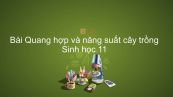 Sinh học 11 Bài 11: Quang hợp và năng suất cây trồng