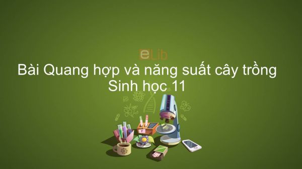 Sinh học 11 Bài 11: Quang hợp và năng suất cây trồng