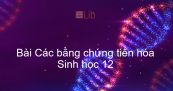 Sinh học 12 Bài 24: Các bằng chứng tiến hóa