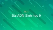 Sinh học 9 Bài 15: ADN