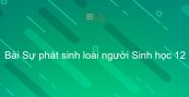 Sinh học 12 Bài 34: Sự phát sinh loài người