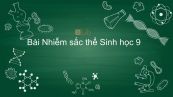 Sinh học 9 Bài 8: Nhiễm sắc thể