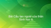 Sinh học 6 Bài 13: Cấu tạo ngoài của thân