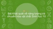 Sinh học 10 Bài 13: Khái quát về năng lượng và chuyển hóa vật chất