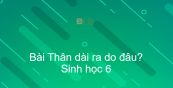 Sinh học 6 Bài 14: Thân dài ra do đâu?