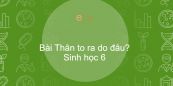 Sinh học 6 Bài 16: Thân to ra do đâu?