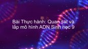 Sinh học 9 Bài 20: Thực hành: Quan sát và lắp mô hình ADN