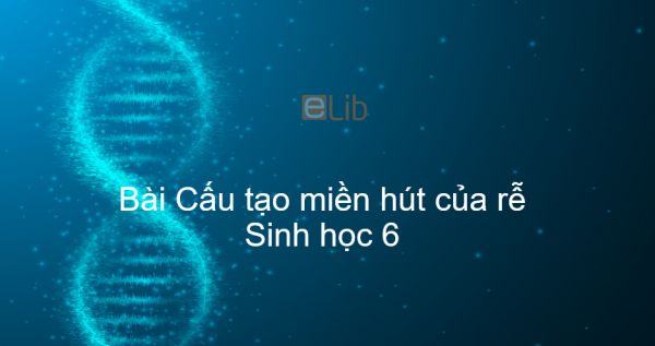 Sinh học 6 Bài 10: Cấu tạo miền hút của rễ