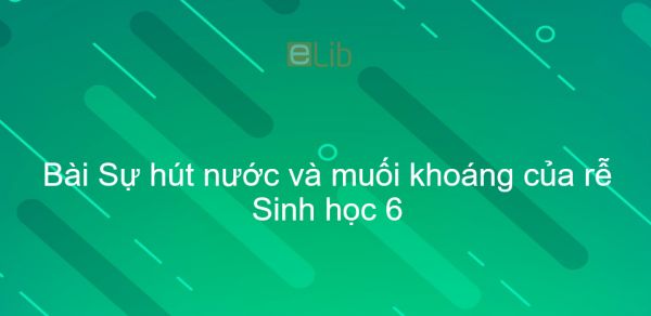 Sinh học 6 Bài 11: Sự hút nước và muối khoáng của rễ