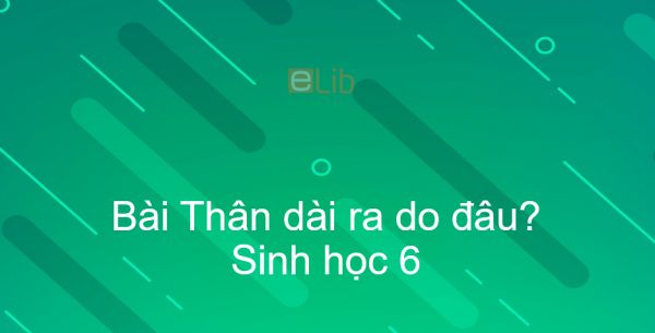 Sinh học 6 Bài 14: Thân dài ra do đâu?