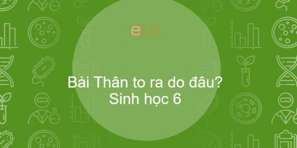 Sinh học 6 Bài 16: Thân to ra do đâu?