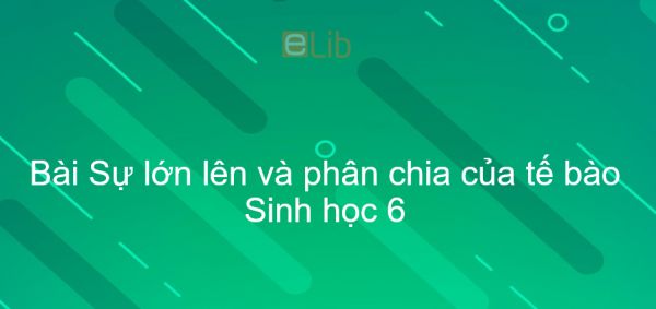 Sinh học 6 Bài 8: Sự lớn lên và phân chia của tế bào