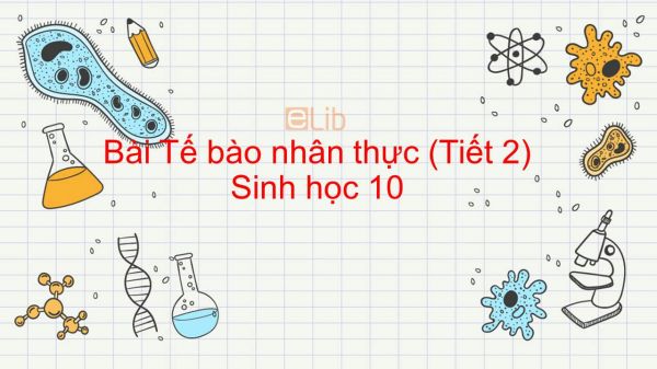 Sinh học 10 Bài 9: Tế bào nhân thực (Tiết 2)