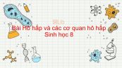 Sinh học 8 Bài 20: Hô hấp và các cơ quan hô hấp