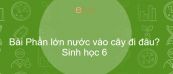 Sinh học 6 Bài 24: Phần lớn nước vào cây đi đâu?