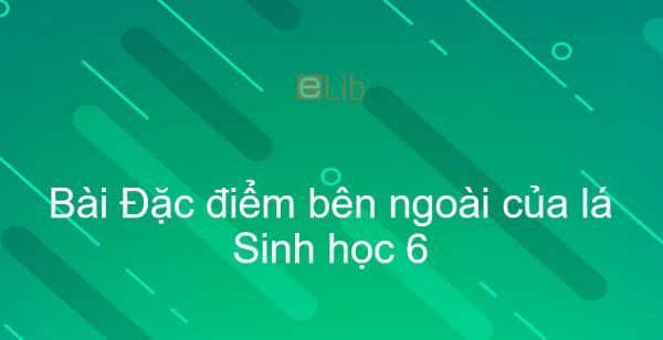 Sinh học 6 Bài 19: Đặc điểm bên ngoài của lá