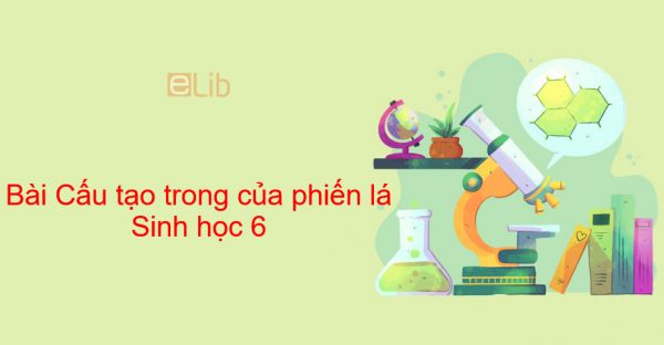 Sinh học 6 Bài 20: Cấu tạo trong của phiến lá