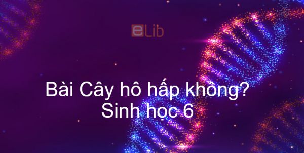 Sinh học 6 Bài 23: Cây hô hấp không?