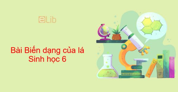 Sinh học 6 Bài 25: Biến dạng của lá