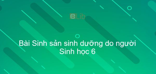 Sinh học 6 Bài 27: Sinh sản sinh dưỡng do người