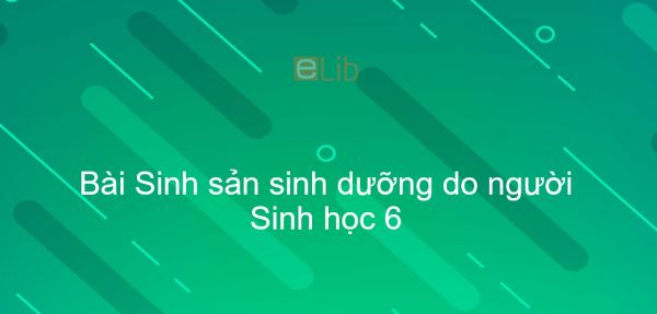 Sinh học 6 Bài 27: Sinh sản sinh dưỡng do người