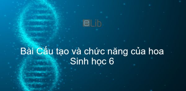 Sinh học 6 Bài 28: Cấu tạo và chức năng của hoa