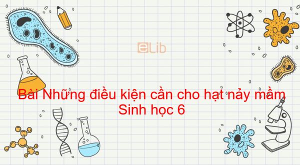 Sinh học 6 Bài 35: Những điều kiện cần cho hạt nảy mầm