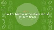 Sinh học 9 Bài 24 : Đột biến số lượng nhiễm sắc thể (tt)