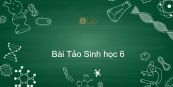 Sinh học 6 Bài 37: Tảo