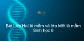 Sinh học 6 Bài 42: Lớp Hai lá mầm và lớp Một lá mầm