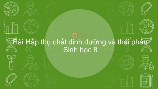 Sinh học 8 Bài 29: Hấp thụ chất dinh dưỡng và thải phân