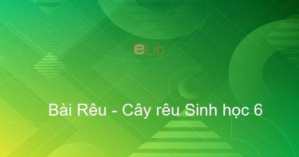 Sinh học 6 Bài 39: Quyết - Cây dương xỉ