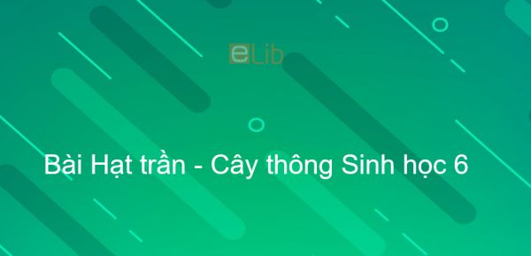 Sinh học 6 Bài 40: Hạt trần - Cây thông