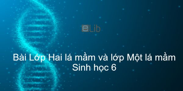 Sinh học 6 Bài 42: Lớp Hai lá mầm và lớp Một lá mầm