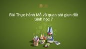 Sinh học 7 Bài 16: Thực hành Mổ và quan sát giun đất