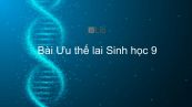Sinh học 9 Bài 35: Ưu thế lai