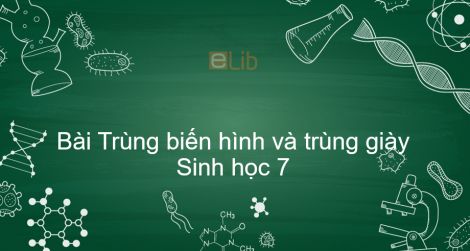 Khám phá với hơn 326 về hình vẽ trùng roi hay nhất  Starkid