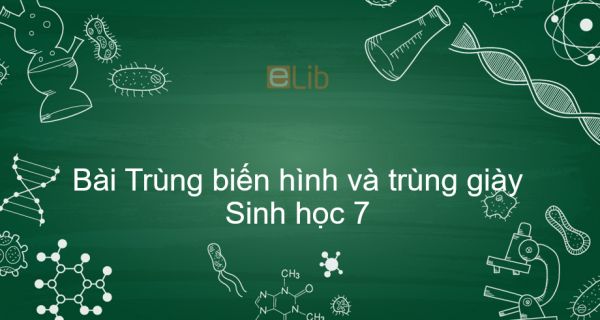 Sinh học 7 Bài 5: Trùng biến hình và trùng giày