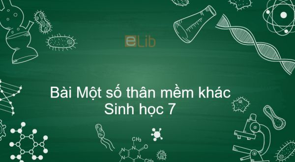 Sinh học 7 Bài 19: Một số thân mềm khác